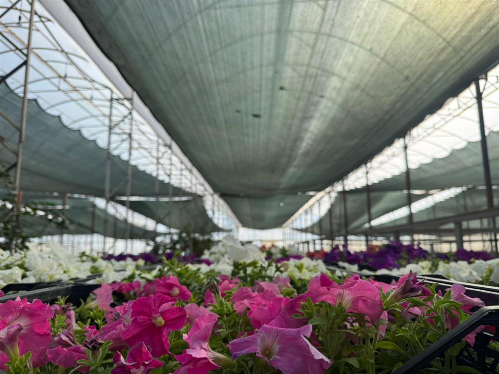 684989376507451904 20fb2