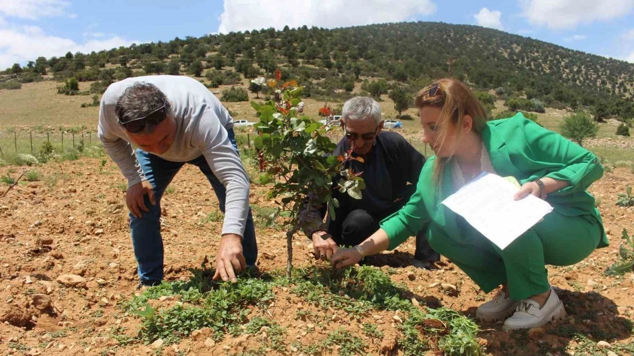 ANTEP FISTIĞI ANTALYADA 3 2a65e