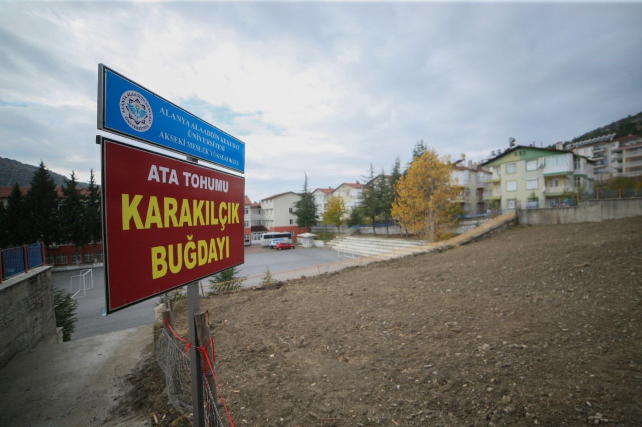 ATA TOHUMU 3 thumbnail akseki tohum 2 96dfd