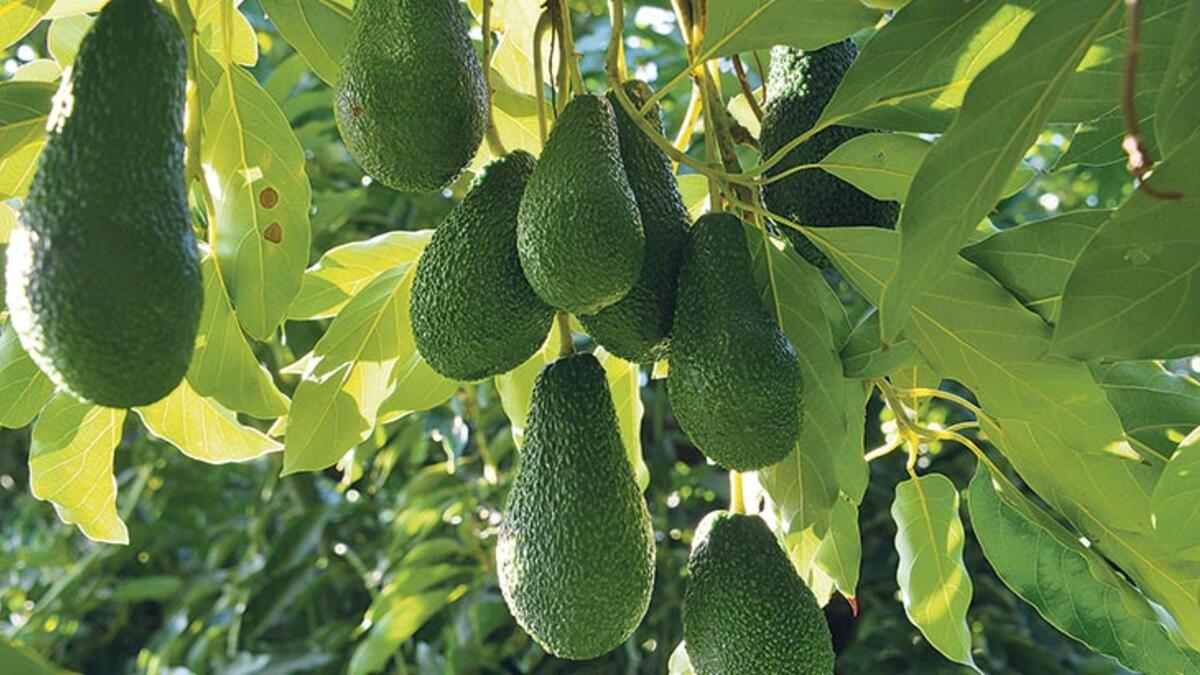 AVAKADO5e30a86755428701141f5b74 1da8b