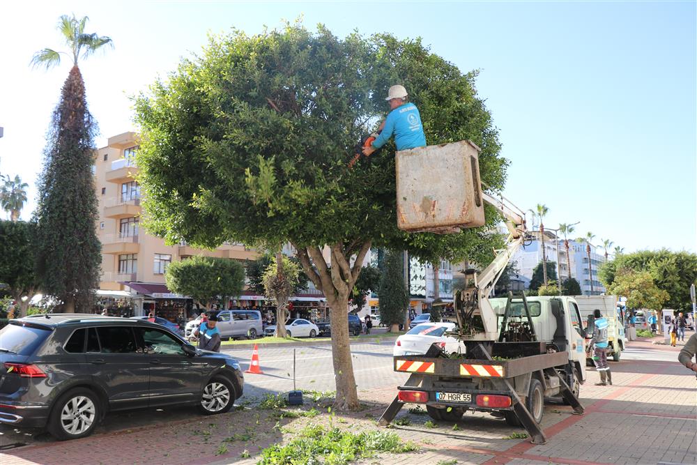 AĞAÇ BUDAMA 2 2f1f9