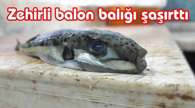 BALON BALIĞI 5 zehirli balon baligi sasirtti 60367