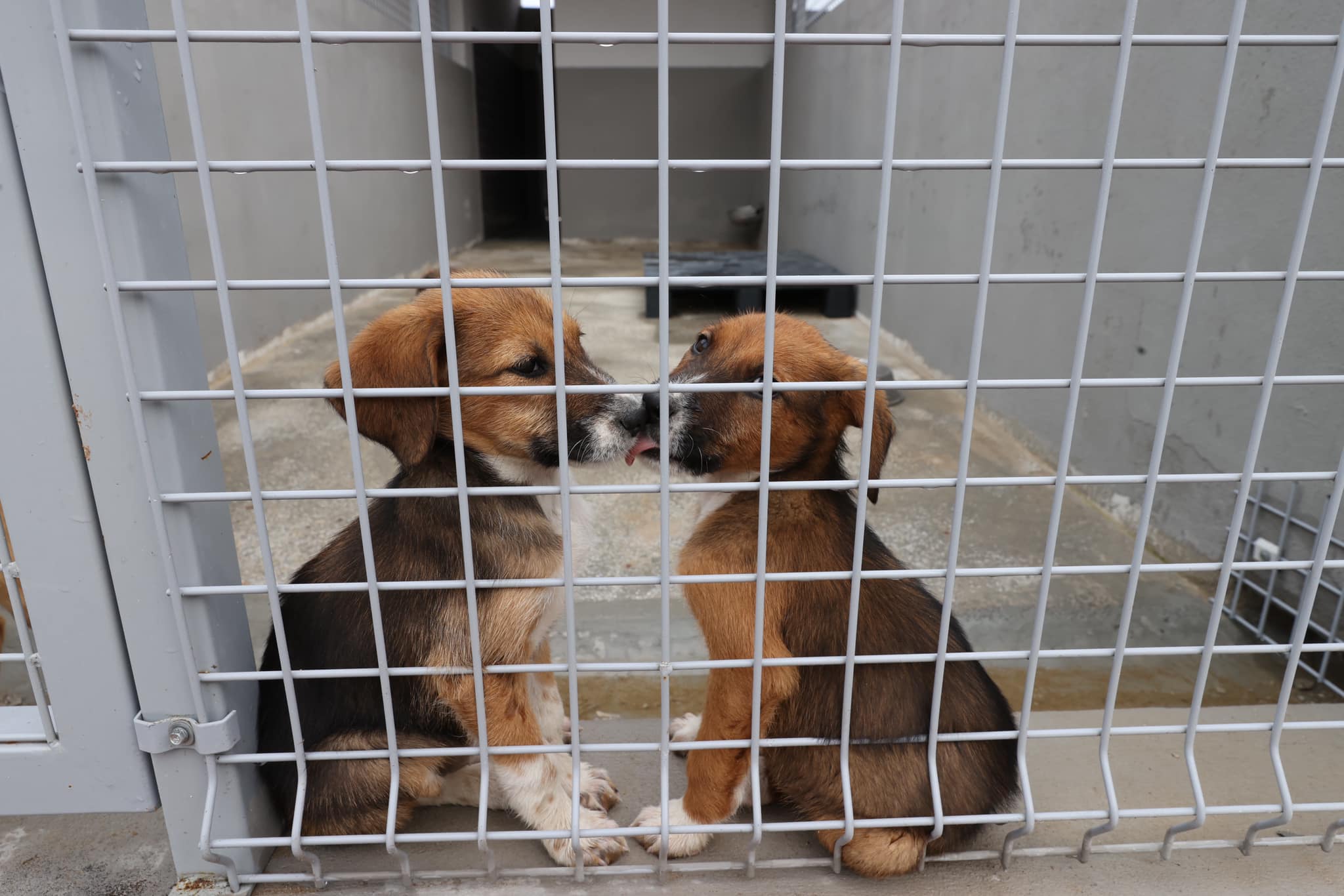 BÖCEK VE EVCİL HAYVANLAR 3 a261c