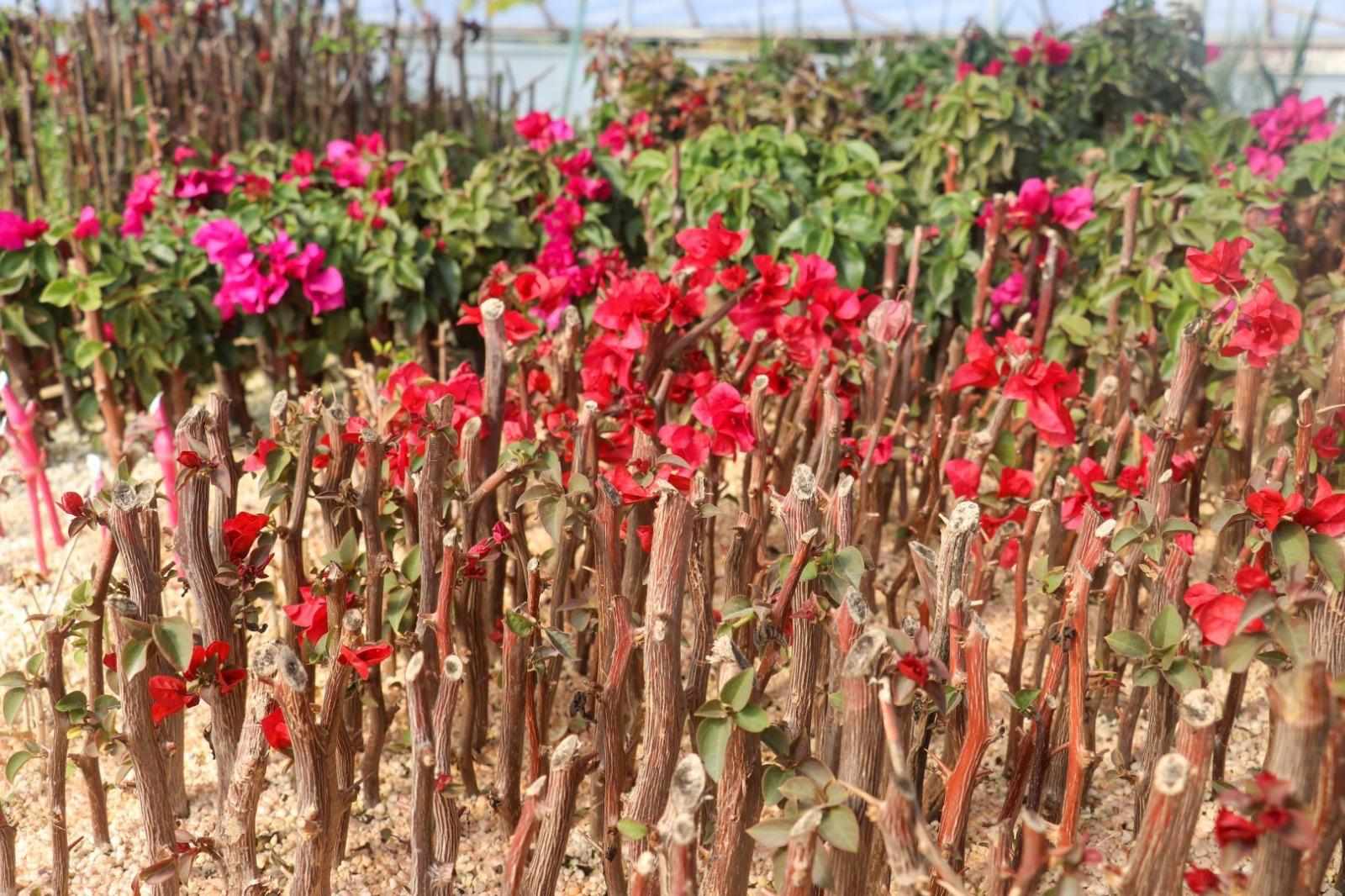 GZP 1 474916396 1319826219275921 3734067000769114875 n b7b5b