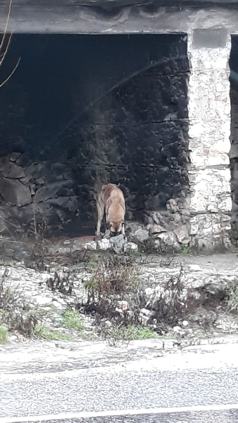 Hayvanlara bakım 3 3fe79