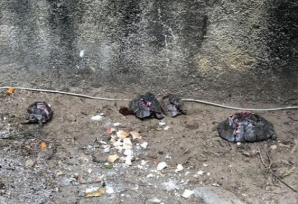 KAMPLUMBAĞA KATLİAMI 2 alanya da mezarlikta dehsete dusuren manzara h114649 1f1ed c2e51