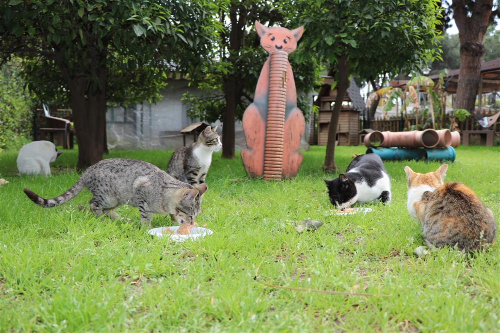 KEDİ 2 471961440294423936 b9cb0