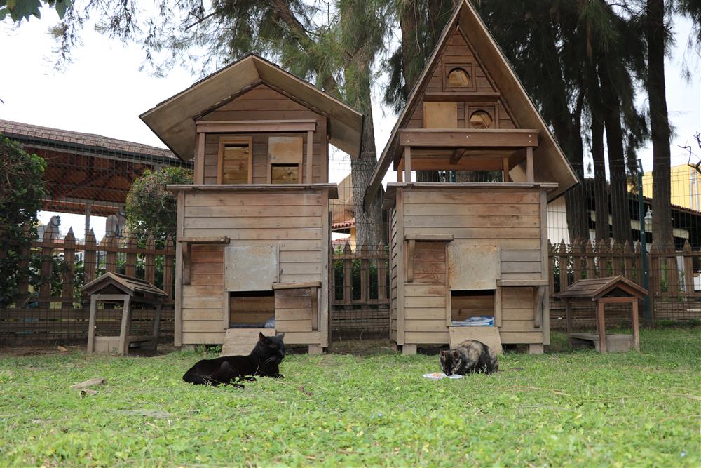 KEDİ 3 889423168626435072 f9a10