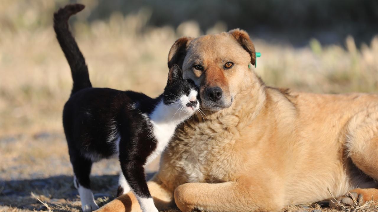 KEDİ KÖPEK 2 4ae27