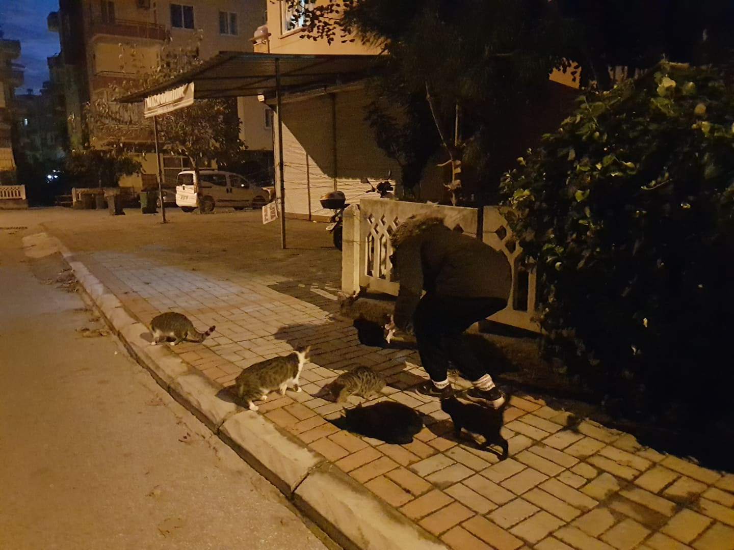 KEDİLER 1 131551169 219828719668346 8625791150709741400 n 68a52