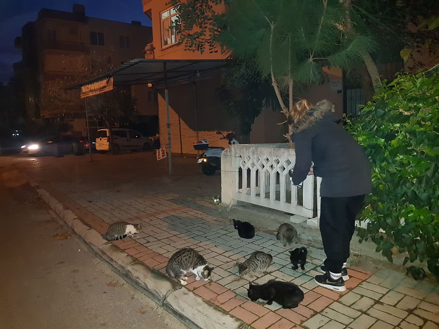 KEDİLER 2 131632529 2780171712253627 8597634879462539673 n 4a103