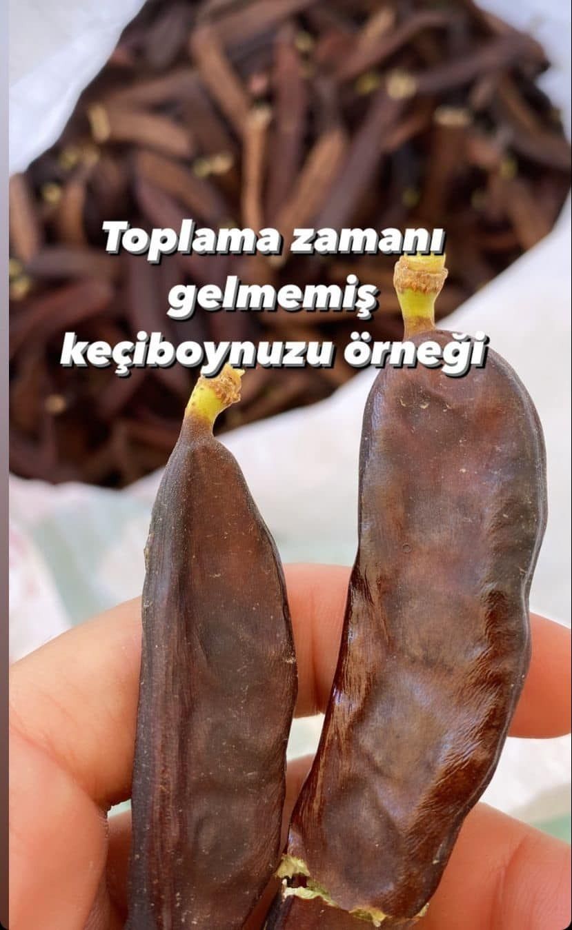 KEÇİ BOYNUZU HASADI 2 c8e44