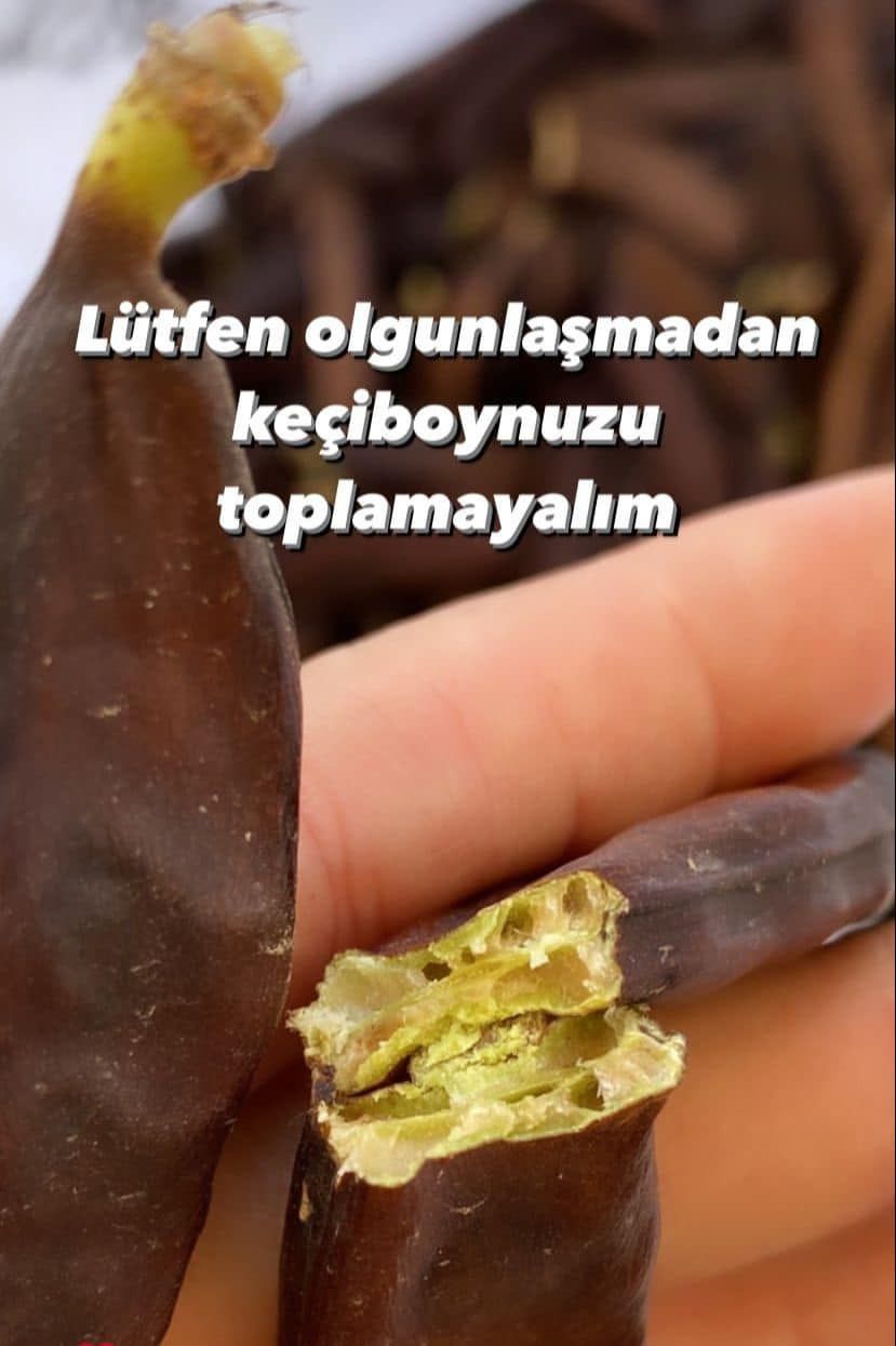 KEÇİ BOYNUZU HASADI 3 7655b