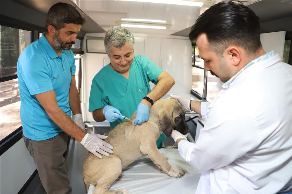 KISIRLAŞTIRMA 2 84bc3