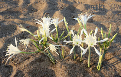 KUM ZAMBAĞI 2 5bb0ca8361361f10e8d7d9c9 1a4d9