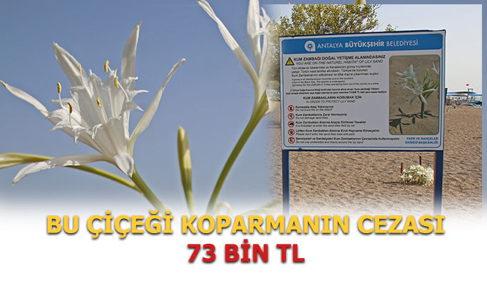 KUM ZAMBAĞI 3 FİATIkum zambaklari koruma altinda h49032 11f96 231ef