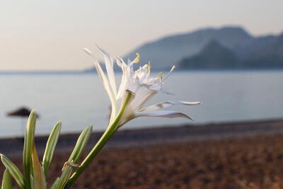 KUM ZAMBAĞI 4 5bb0ca8361361f10e8d7d9c4 21ef1