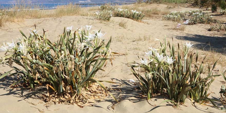 KUM ZAMBAĞI 5 10547 fe04b