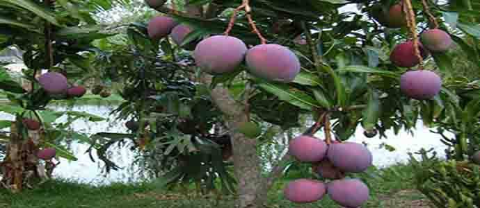 MANGO MANŞETimages 9 984dc