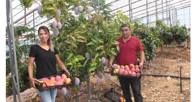 MANGOgazipasa da mango hasadi 5333e 9ac49
