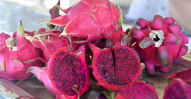 MEY 1 alanyada da yetisen bu meyveler yerli oluyor h399885 9e911 7a606