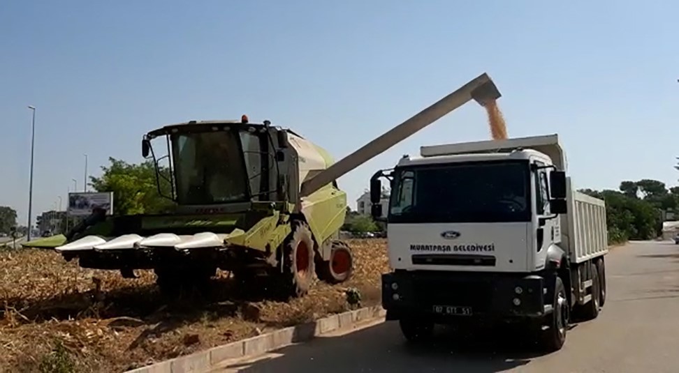 MISIR HASAT 2 thumbnail MISIR HASAT 1 79140