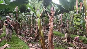 MUZ 2 482758270 3588926928076565 5580143360253095519 n ccb62