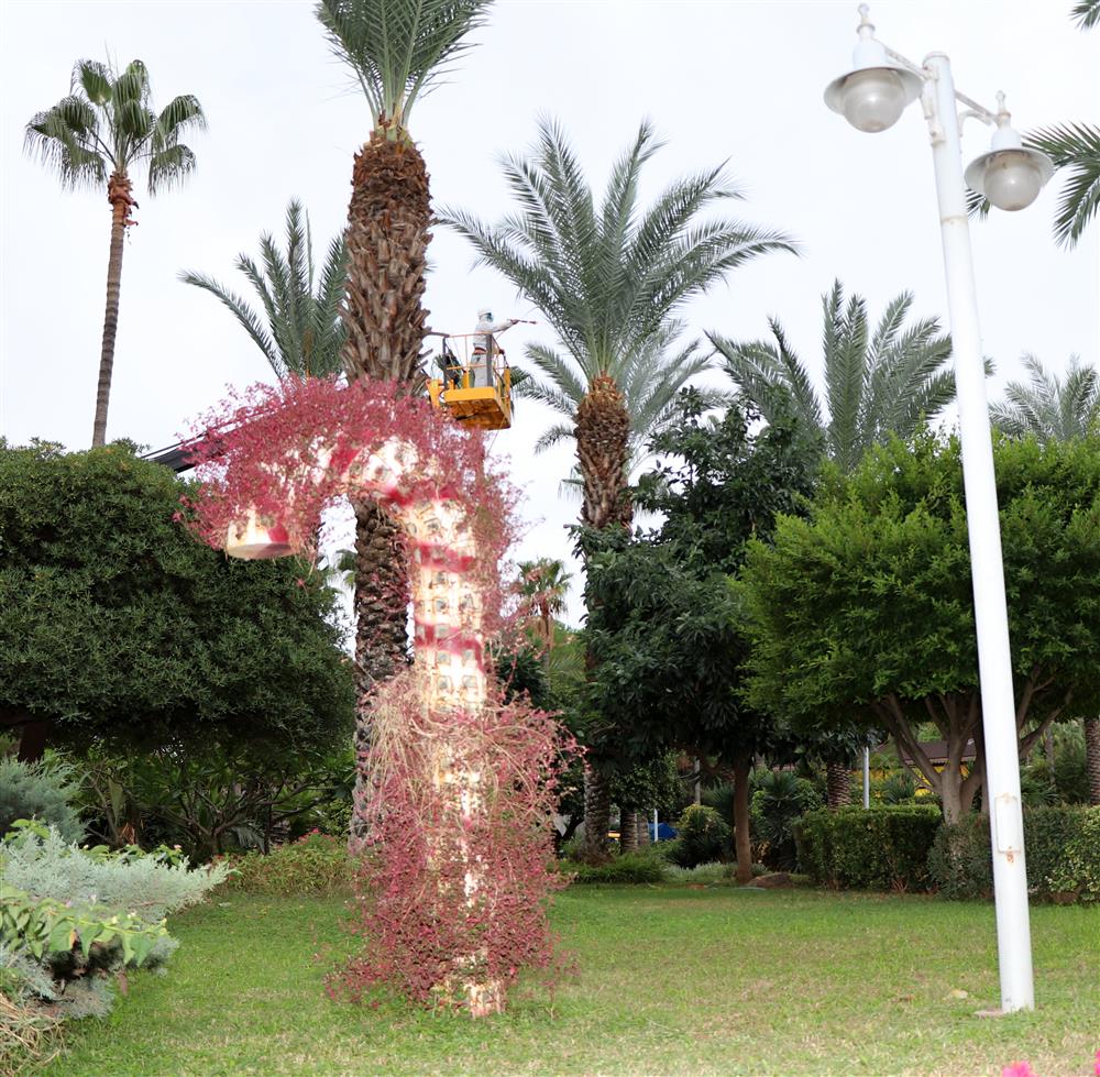 PALMOŞ472027008389167424 625aa