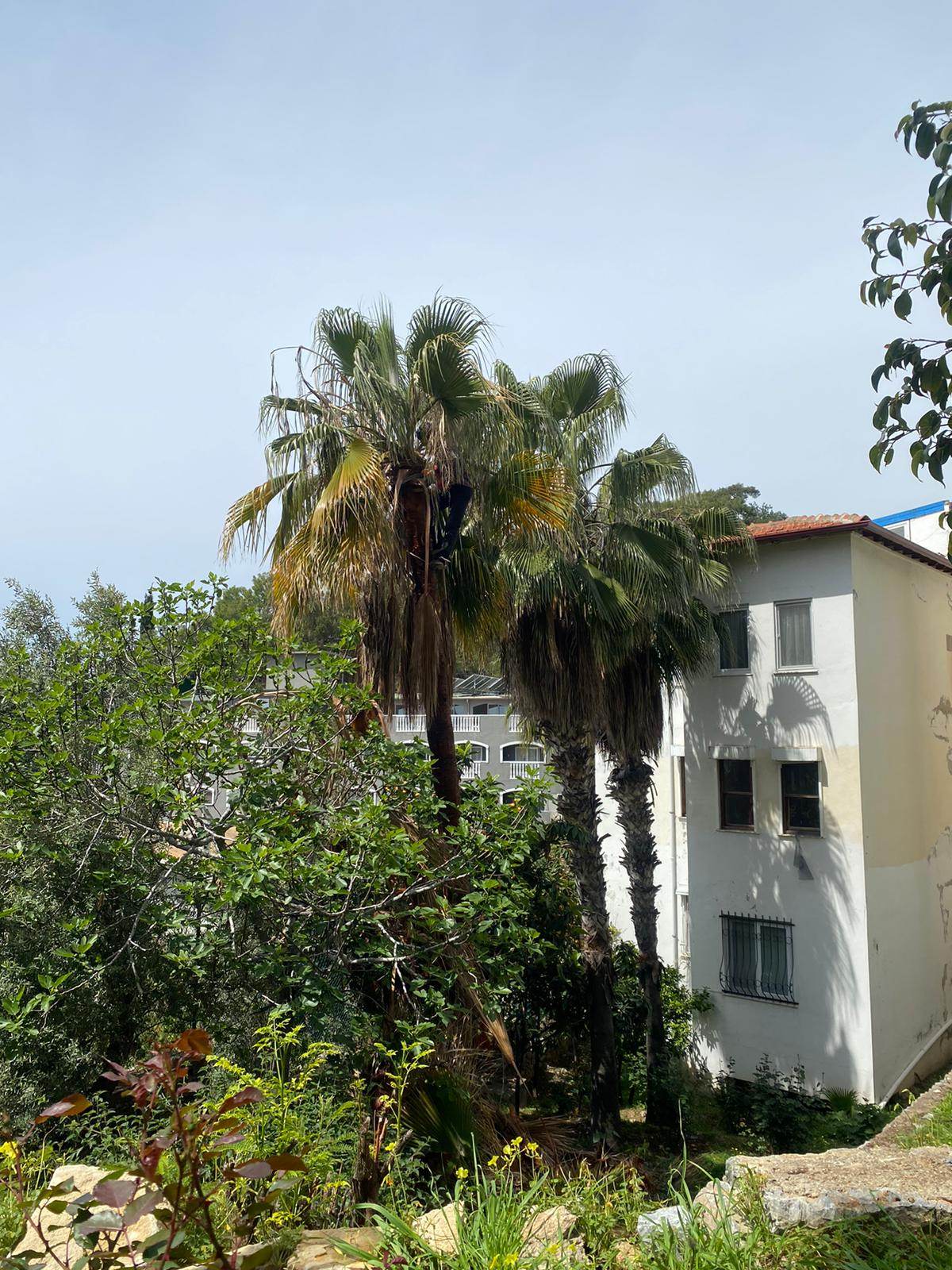 PALMİYE BUDAMA 2 e7c99