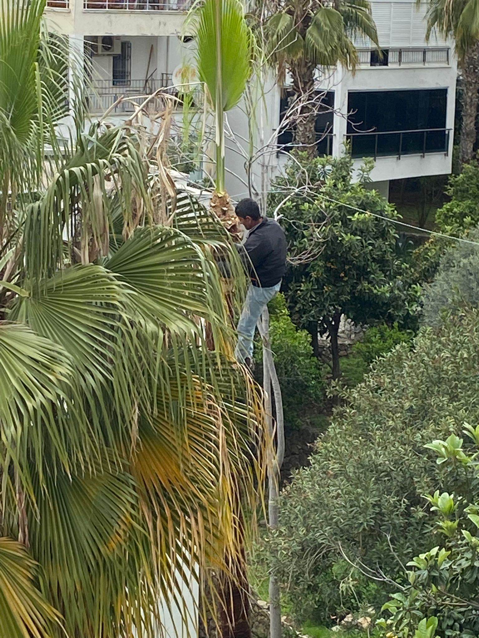 PALMİYE BUDAMA 3 56a23