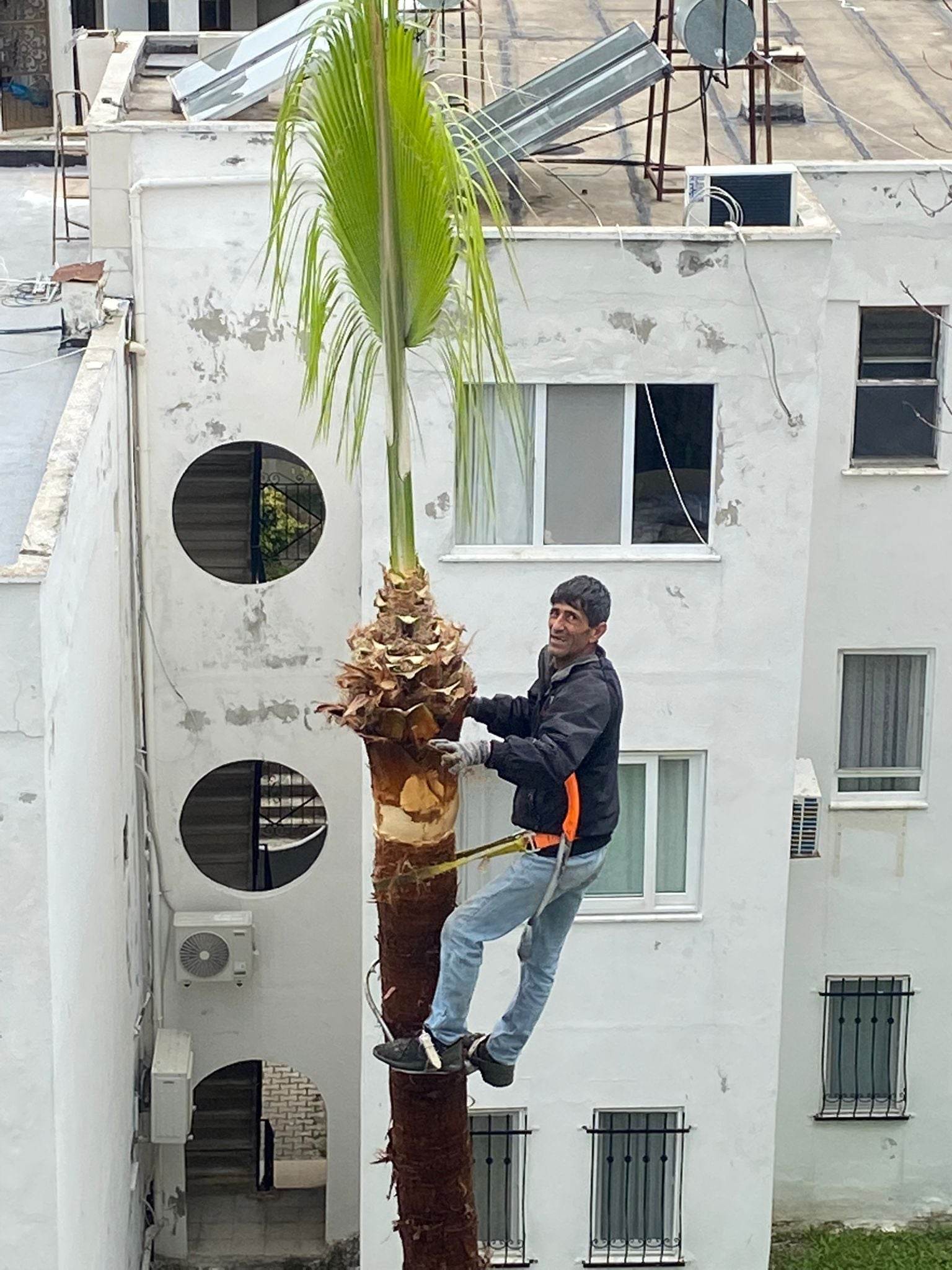 PALMİYE BUDAMA 4 5e9ad