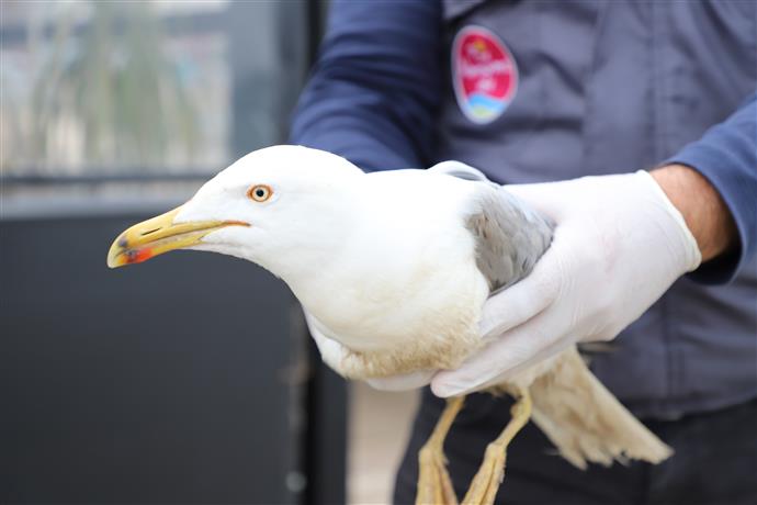 YARALI MARTI 3 892339072287548288 ac568