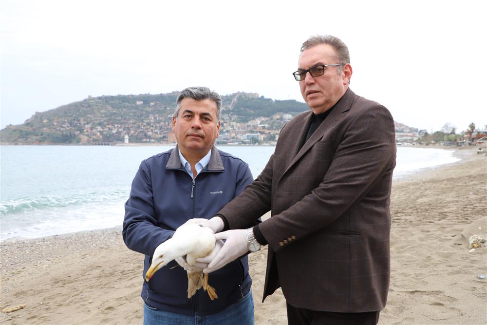 YARALI MARTI 4 713981120536443584 87299