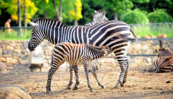 antalya hayvanat bahçesi 3 87edd