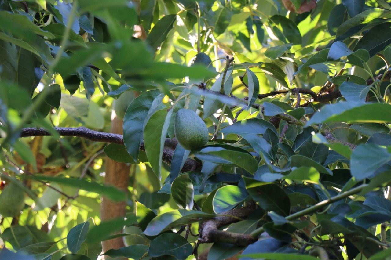 avokado 2 4ddcb