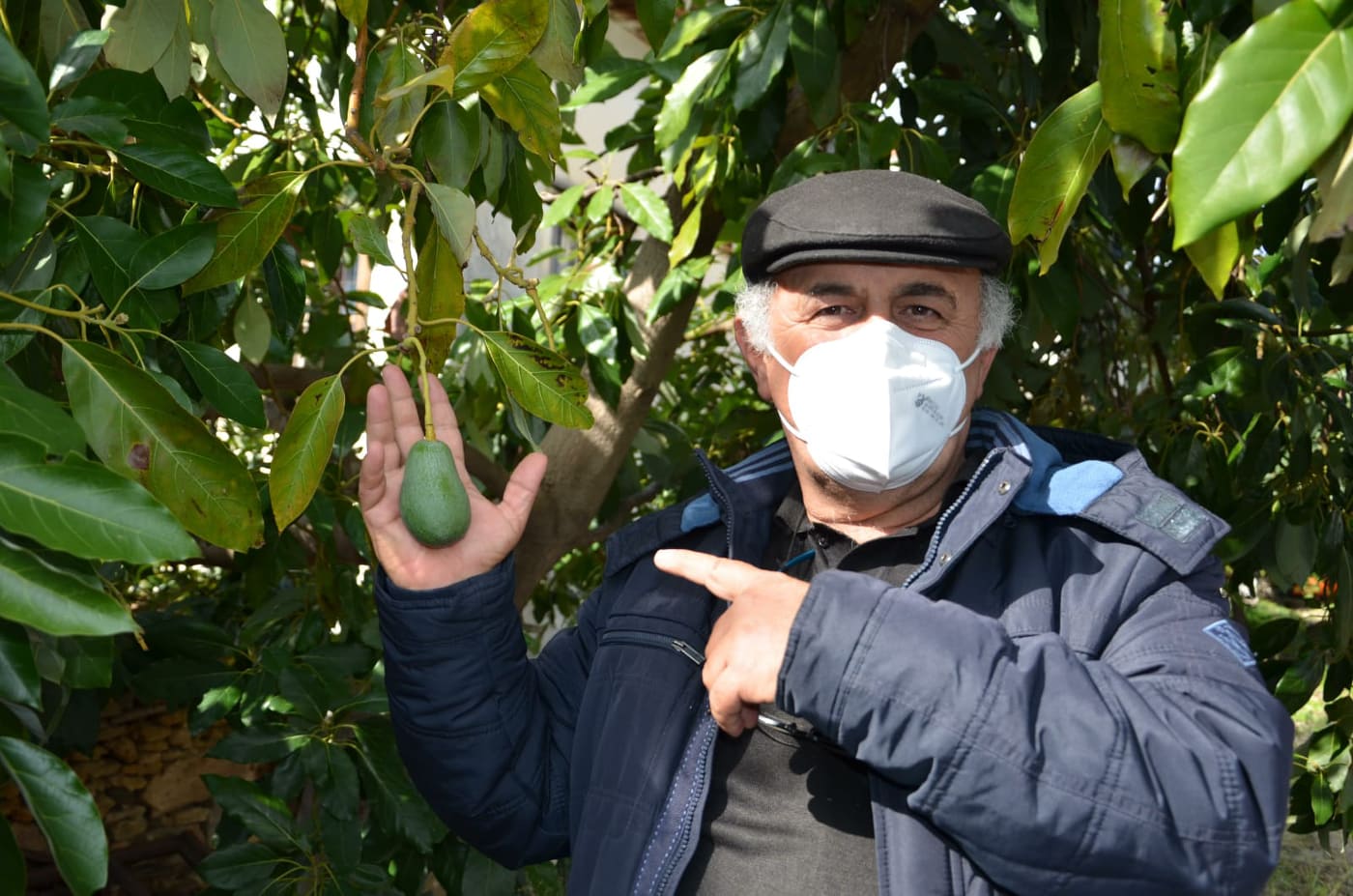 avokado eğitimi 6 06058