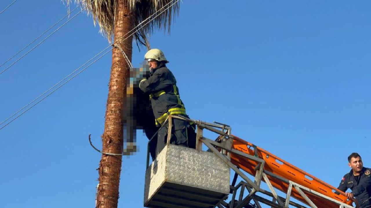 ağaçta kalp krizi 2 d3714