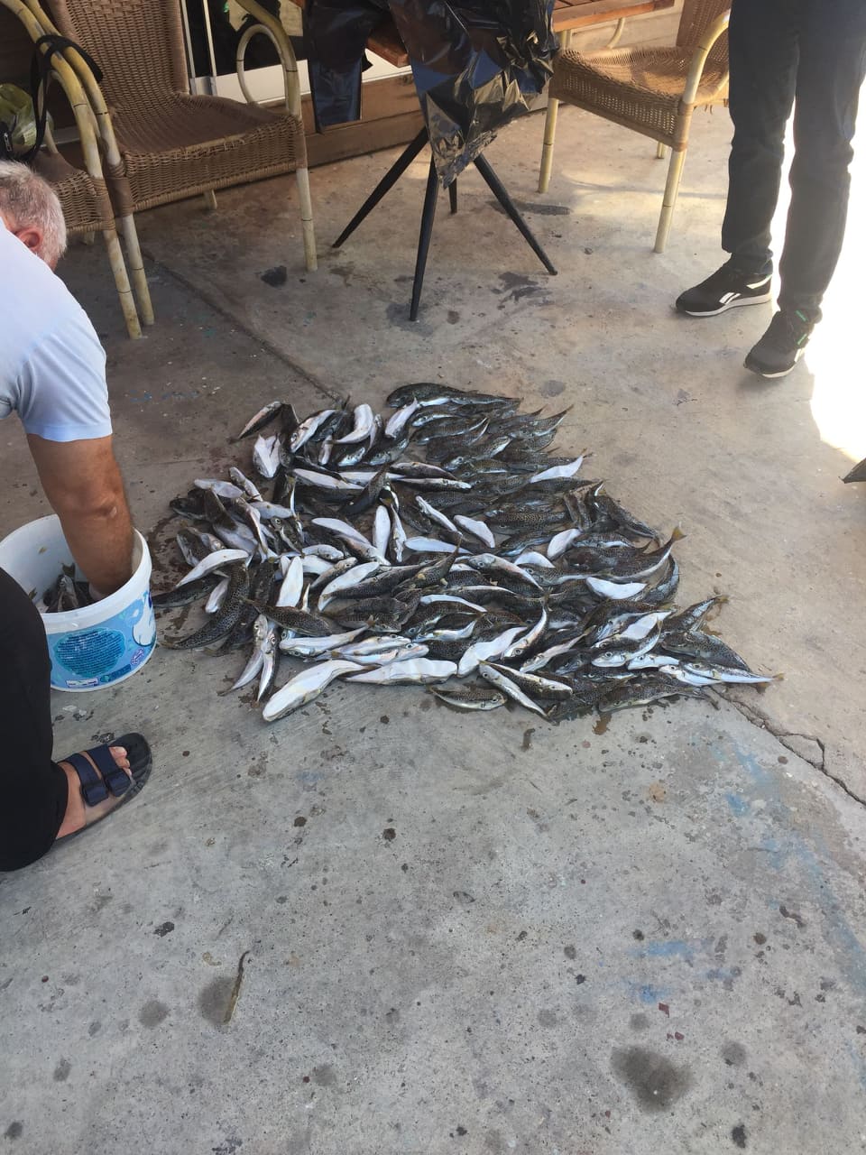 balon balıkları alımı 1 5c29c