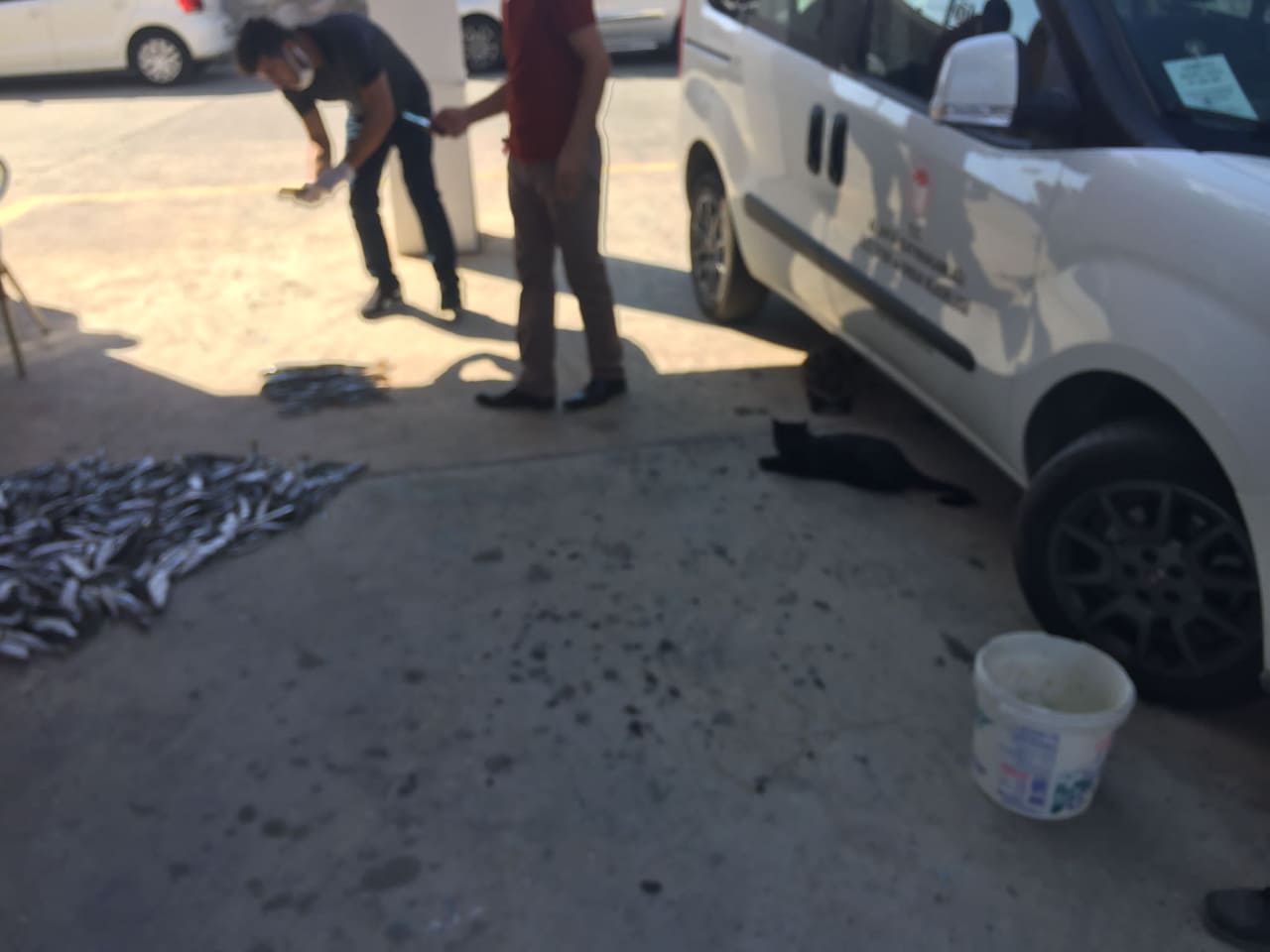 balon balıkları alımı 2 c94ee