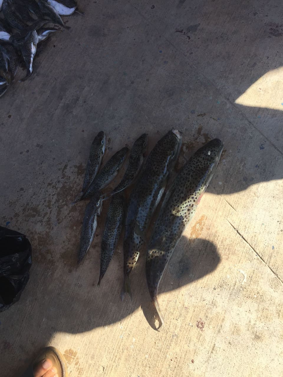 balon balıkları alımı 3 8d18b