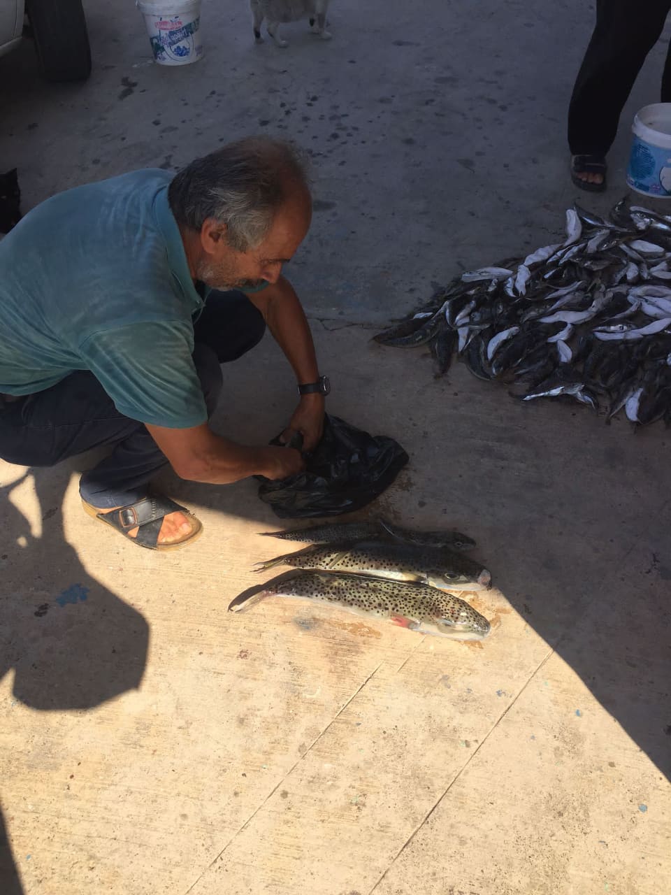 balon balıkları alımı 4 1119c