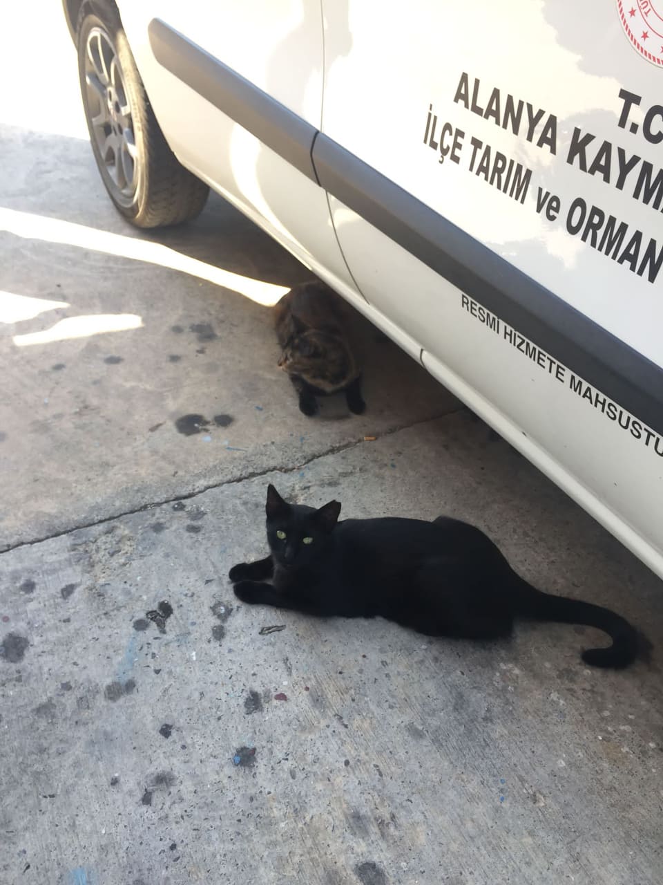 balon balıkları alımı 6 kediler e44e9