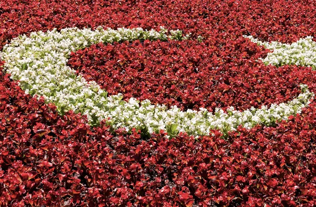 bayrağımız çiçeklerlefff MEJF cover c7afe