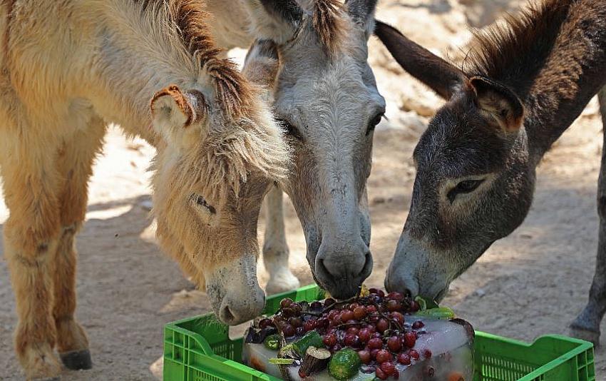 buzlu meyveler 2 705b8