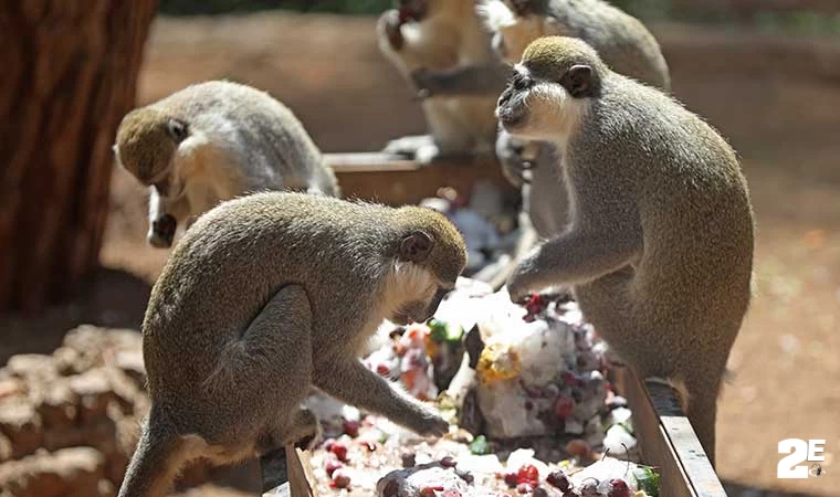 buzlu meyveler 3 ad1d1