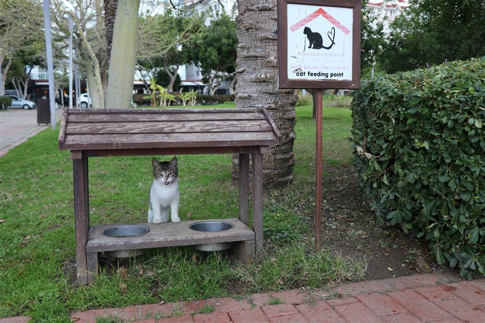 can dostlarımız 3 c38ea