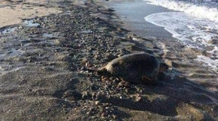 carCARETTA110317106 571941900143500 5187439407033857858 n 8d94e