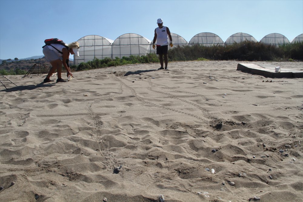 caretta 2 4 13 4321c