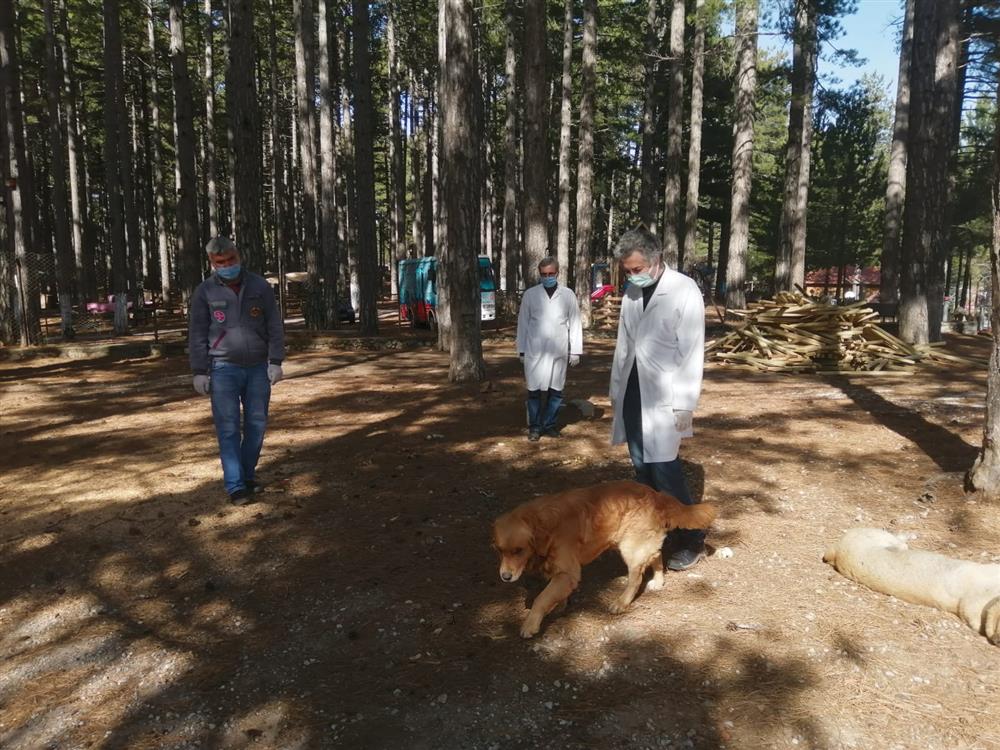 dağda bakım 3 31149