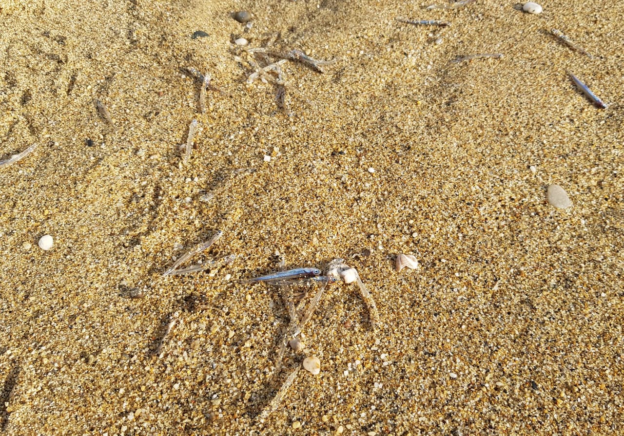 deniz mi çekildi 8 b596e